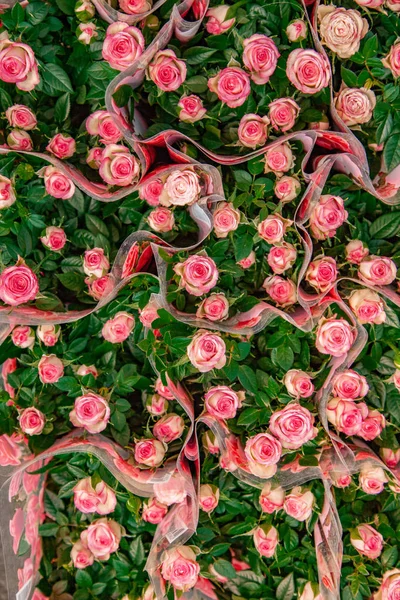 Rosas. - foto de stock