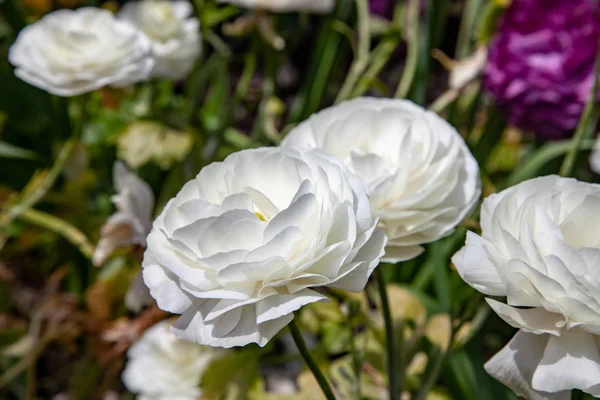Vista de cerca de hermosas flores de ranúnculo blanco - foto de stock