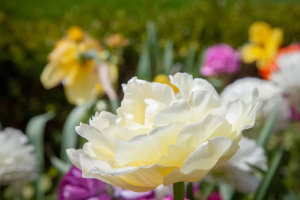 Vista de cerca de la hermosa flor ranúnculo blanco - foto de stock