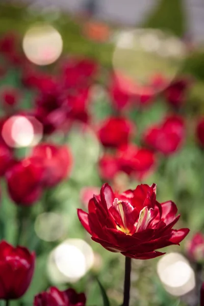 Vista de cerca de los tulipanes rojos y el fondo de luz solar - foto de stock