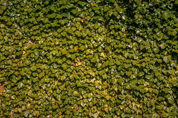 Marco completo de hojas de hiedra verde fondo - foto de stock