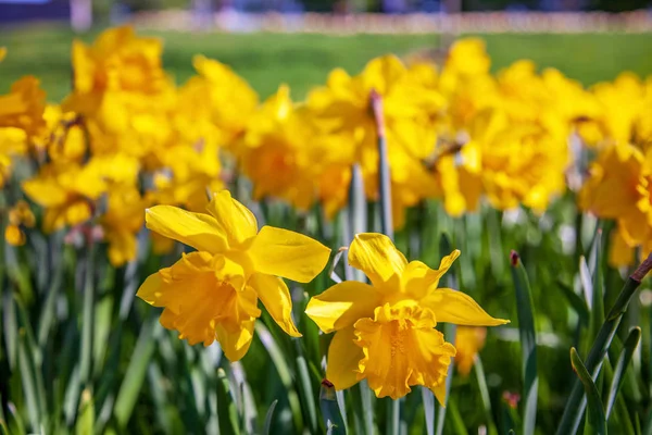 Close up view of beautiful yellow narcissus flowers — Stock Photo