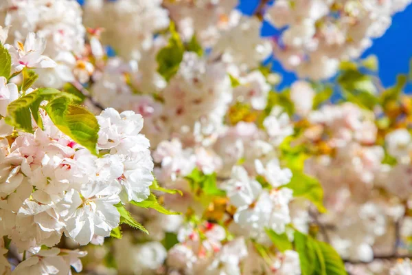 Close up view of cheery tree blooming flowers background — Stock Photo