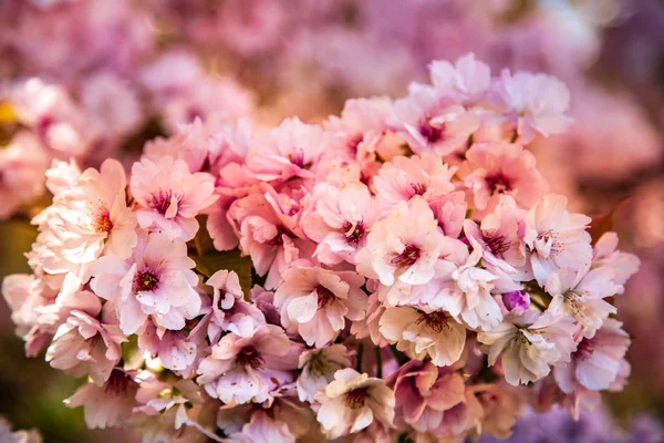 Enfoque selectivo de hermosa flor de cerezo telón de fondo - foto de stock