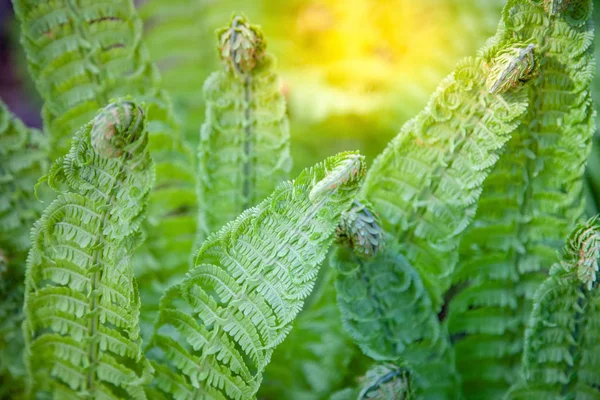 Vista de cerca del hermoso helecho verde y la luz del sol - foto de stock