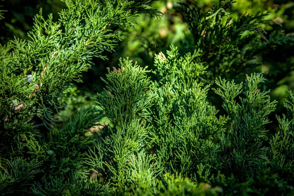 Close up vista da bela planta thuya verde — Fotografia de Stock