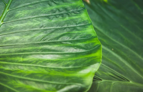 Plein cadre de texture de feuilles vertes — Photo de stock
