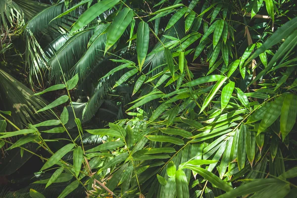 Крупным планом на фоне зеленых пальмовых листьев — стоковое фото