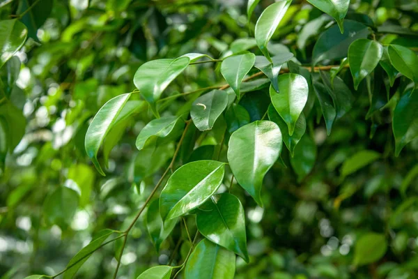 Крупним планом вид на фікус з зеленим фоном листя — стокове фото