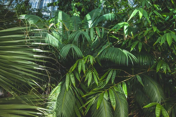 Close up view of beautiful palms with green leaves — Stock Photo