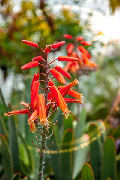 Vue rapprochée des fleurs rouges aux feuilles vertes — Photo de stock