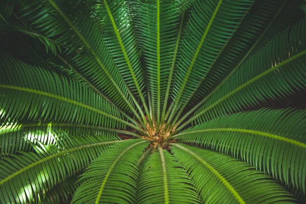 Close up view of beautiful green palm leaves — Stock Photo