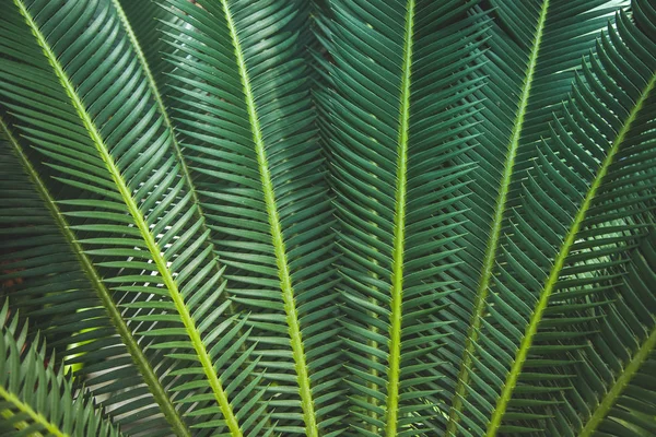 Palma — Fotografia de Stock