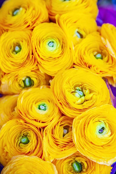 Vista de cerca de hermosas flores ranúnculo amarillo telón de fondo - foto de stock