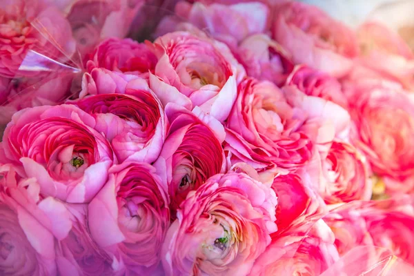 Vista de cerca de hermosas flores ranúnculo rosa telón de fondo - foto de stock