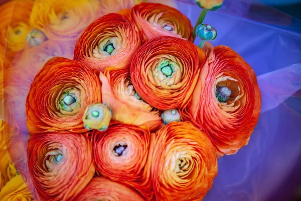 Ranunculus — Stock Photo