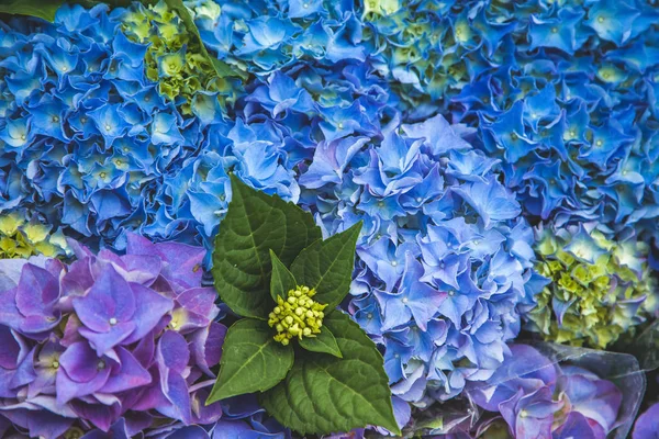Close up view of beautiful blue hortensia flowers — Stock Photo