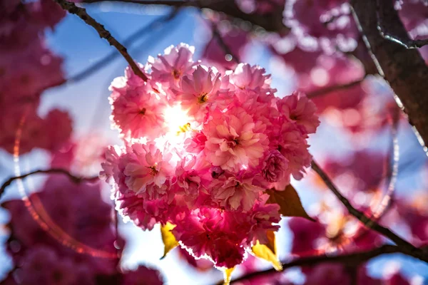 Vista de cerca de la hermosa flor del árbol sakura y el telón de fondo de la luz del sol - foto de stock