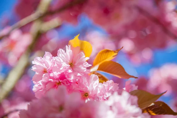 Close up view of beautiful sakura tree blossom backdrop — Stock Photo