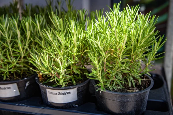 Vue rapprochée des plants de romarin vert disposés dans des pots de fleurs — Photo de stock