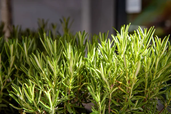 Vista de cerca de las plantas dispuestas de romero verde — Stock Photo