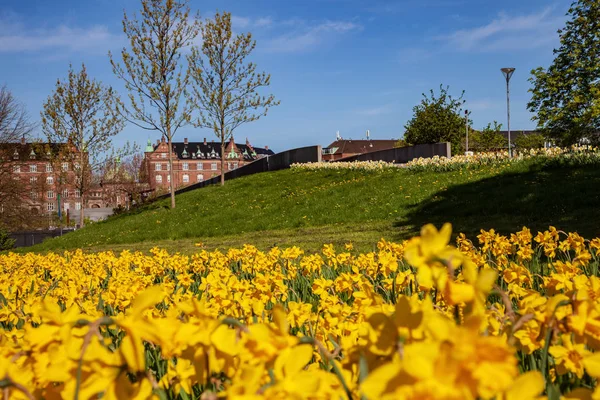 Belle floraison jonquilles, pelouse verte et architecture historique en copenhagen, Danemark — Photo de stock