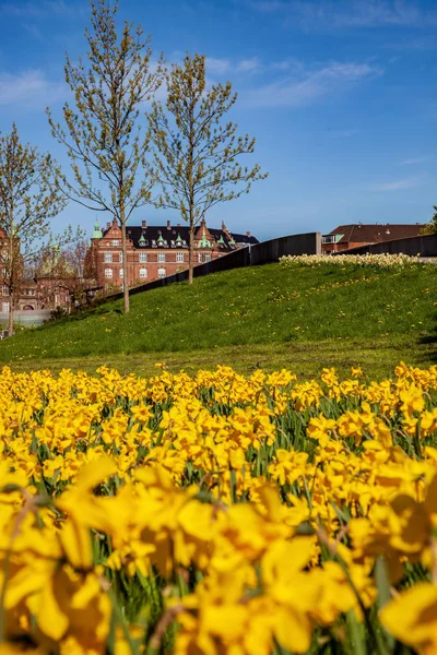 Selective focus of beautiful blooming daffodils, green lawn and historical architecture in copenhagen, denmark — Stock Photo