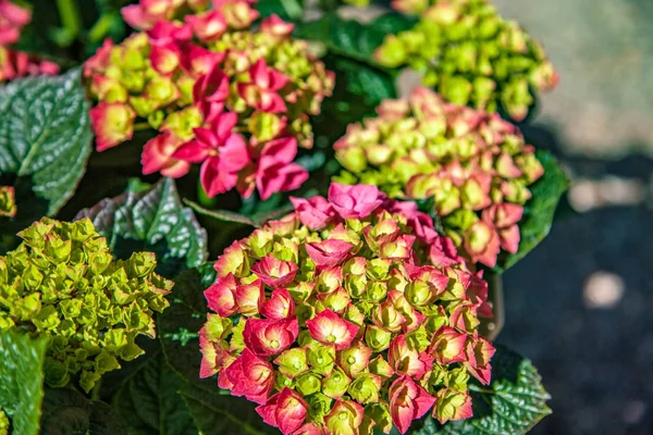 Close up view of hortensia flowers on blurred background — Stock Photo