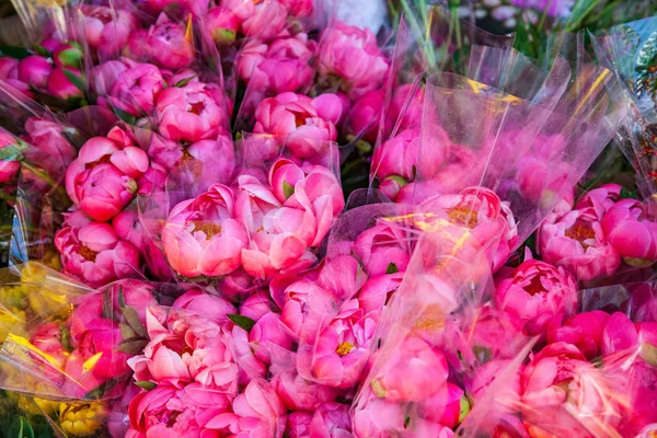 Peonies — Stock Photo