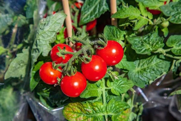 Agricultura — Stock Photo