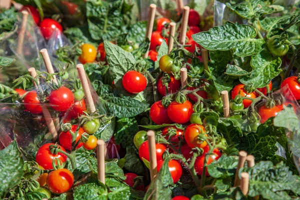 Close up image of ripe and unripe tomatoes on wooden sticks — Stock Photo