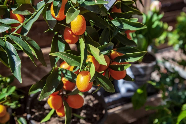 Enfoque selectivo de ramas con kumquats y hojas verdes - foto de stock