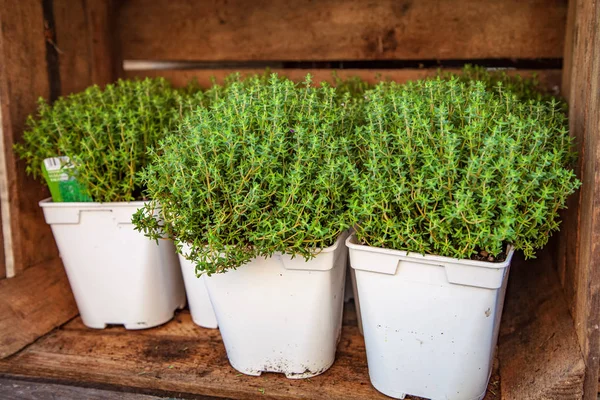 Vue rapprochée des plantes de thym en pot avec des feuilles vertes dans une boîte en bois — Photo de stock