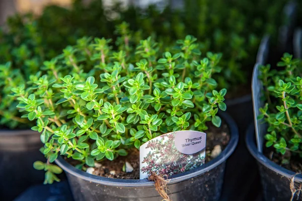 Nahaufnahme von Thymianpflanzen mit grünen Blättern — Stockfoto