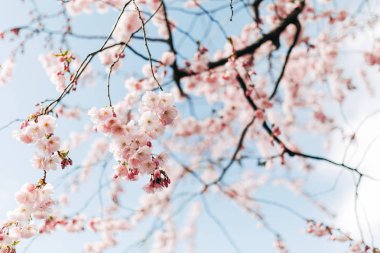 selective focus of beautiful cherry tree blossom and blue sky clipart