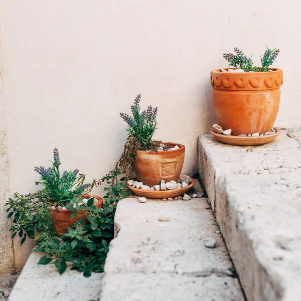 Vasos de plantas — Fotografia de Stock