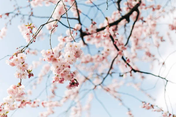 Selektiver Fokus Von Schöner Kirschbaumblüte Und Blauem Himmel — Stockfoto