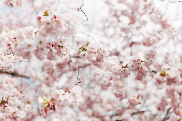 Blossom — Stock Photo, Image