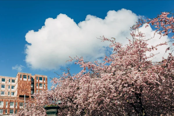 Cloud — Stock Image Cloud Royalty Free Stock Photos