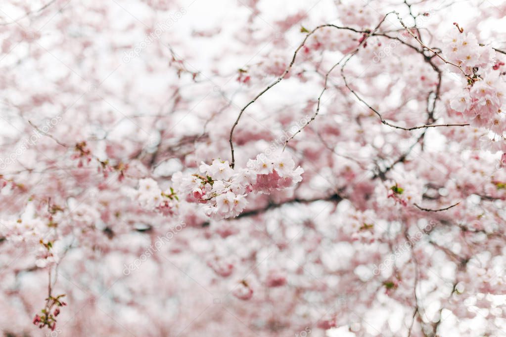 selective focus of beautiful cherry tree blossom