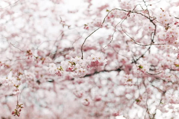 Selective focus of beautiful cherry tree blossom — Stock Photo