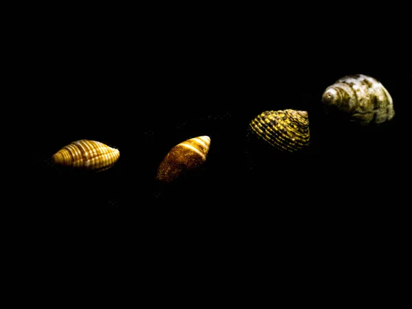 Close Photo Nice Underwater Shells Coast Asia — Stock Photo, Image