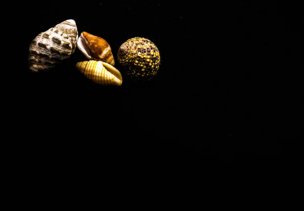 Asya'nın kıyıdan güzel sualtı kabukları fotoğraf kapatmak
