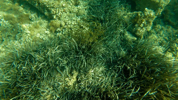 inside the underwater floor with seaweed and rocks in mediterranean sea