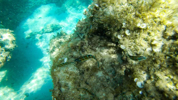 Живуть Під Водою Риби Корали Гарні Пейзажі Синя Чиста Вода — стокове фото