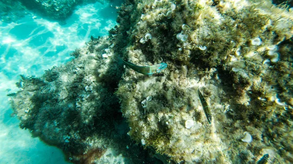Живуть Під Водою Риби Корали Гарні Пейзажі Синя Чиста Вода — стокове фото