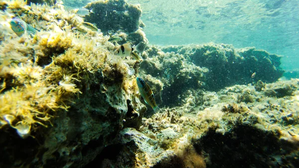 Lever Vatten Fiskar Koraller Trevligt Landskap Blått Och Klart Vatten — Stockfoto