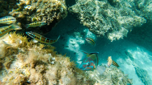 Žít Pod Vody Ryby Korály Pěkné Krajiny Modré Vody Lidé — Stock fotografie