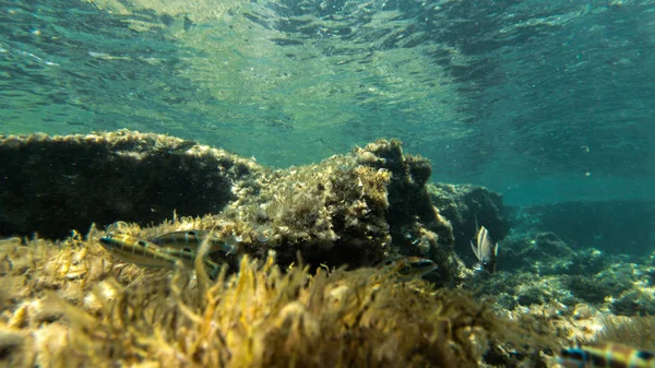 Vivent Sous Eau Poissons Corail Beaux Paysages Eau Bleue Claire — Photo