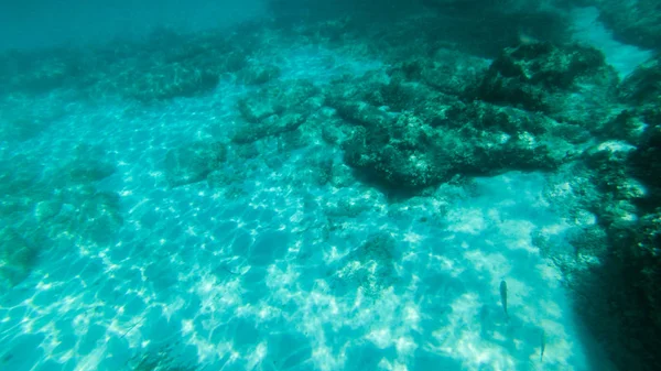 Vivent Sous Eau Poissons Corail Beaux Paysages Eau Bleue Claire — Photo